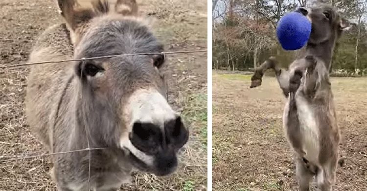 donkey dance