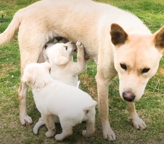 hinsoona and her puppies