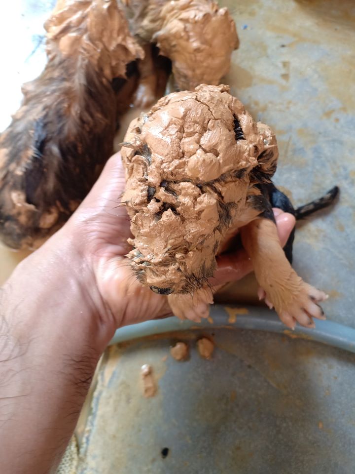 muddy puppy