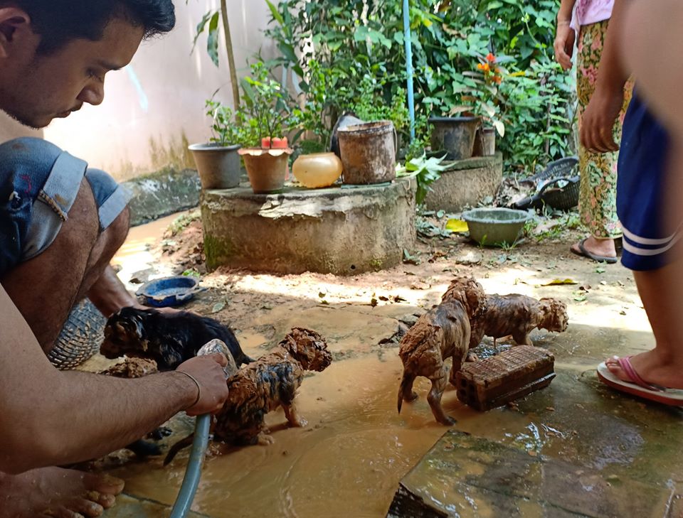 puppies get bath