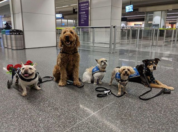 sfo wag brigade