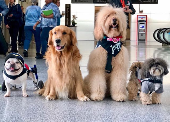 sfo wag brigade