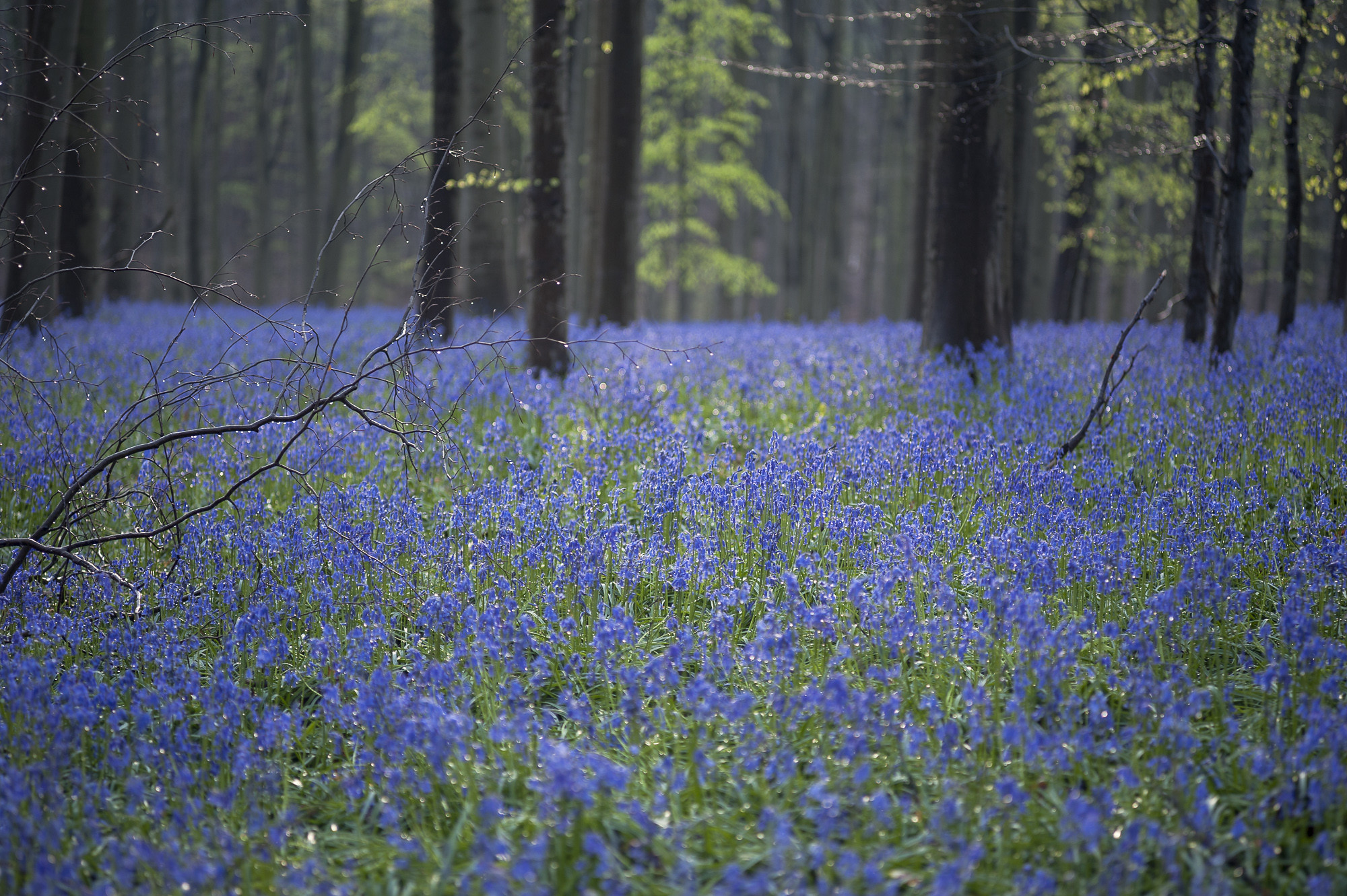 hallerbos forest belgium