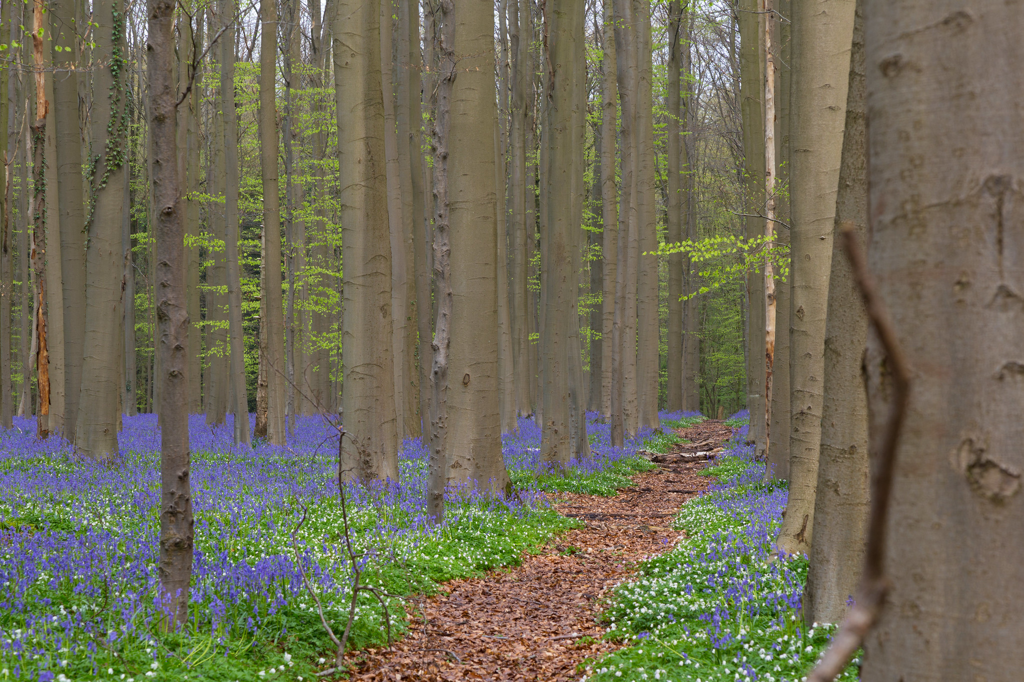 hallerbos forest belgium