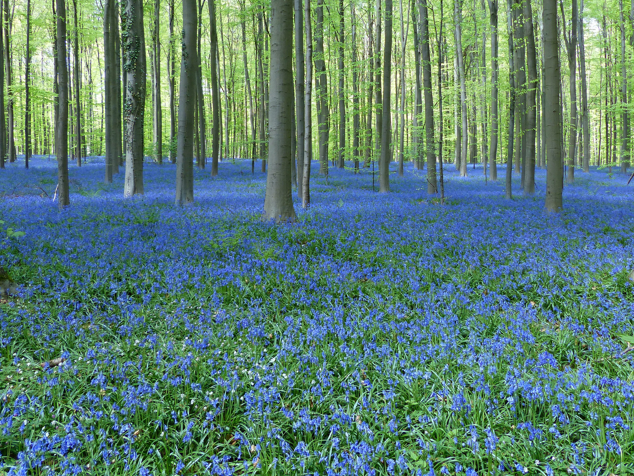 hallerbos forest belgium