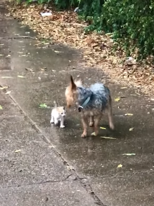 hazel with stray kitten