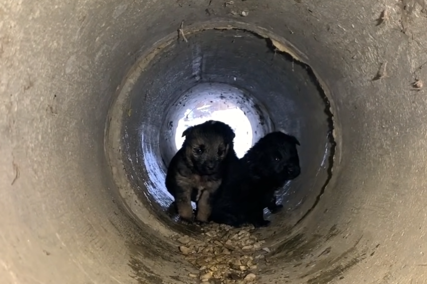 puppies in pipe