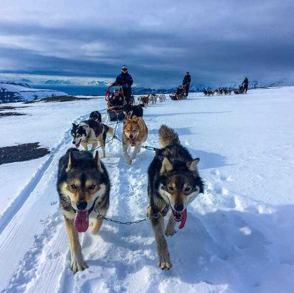 sled dogs