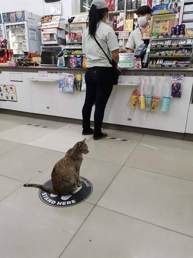 cat in line