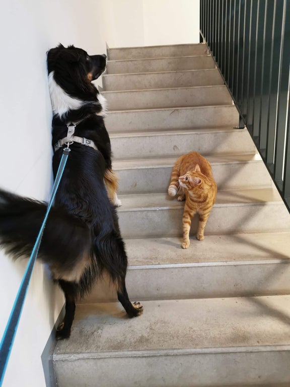 dog and cat