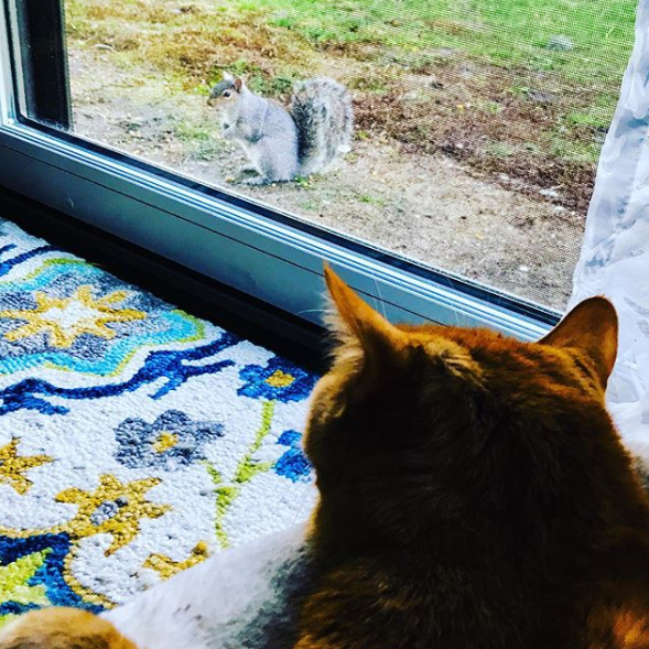 cat squirrel social distancing