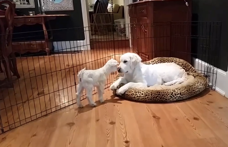 puppy meets baby goat