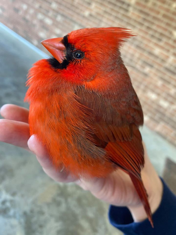 angela holds cardinal