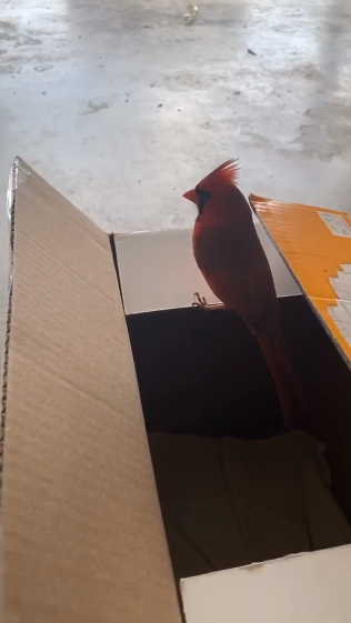cardinal on box