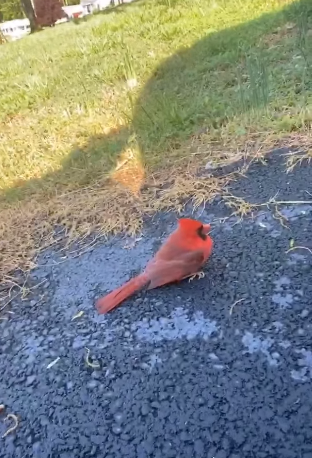 cardinal