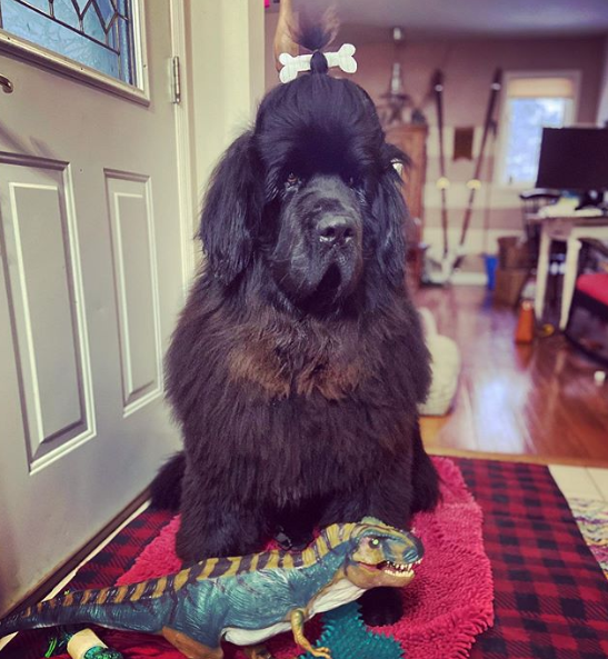 hank the newfie hairstyles
