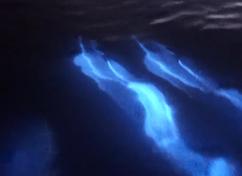 glowing dolphins