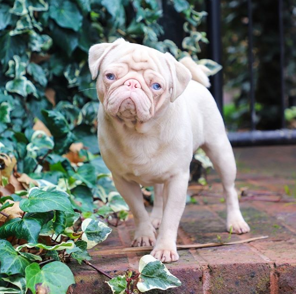 milkshake the pink pug