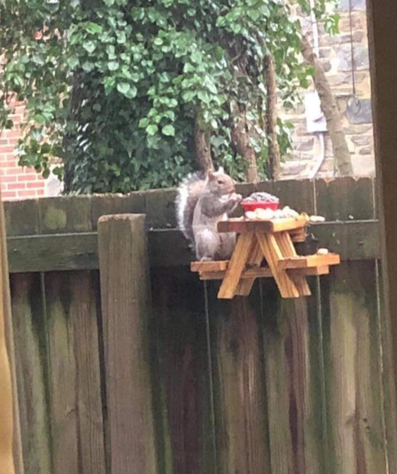 squirrel picnic table