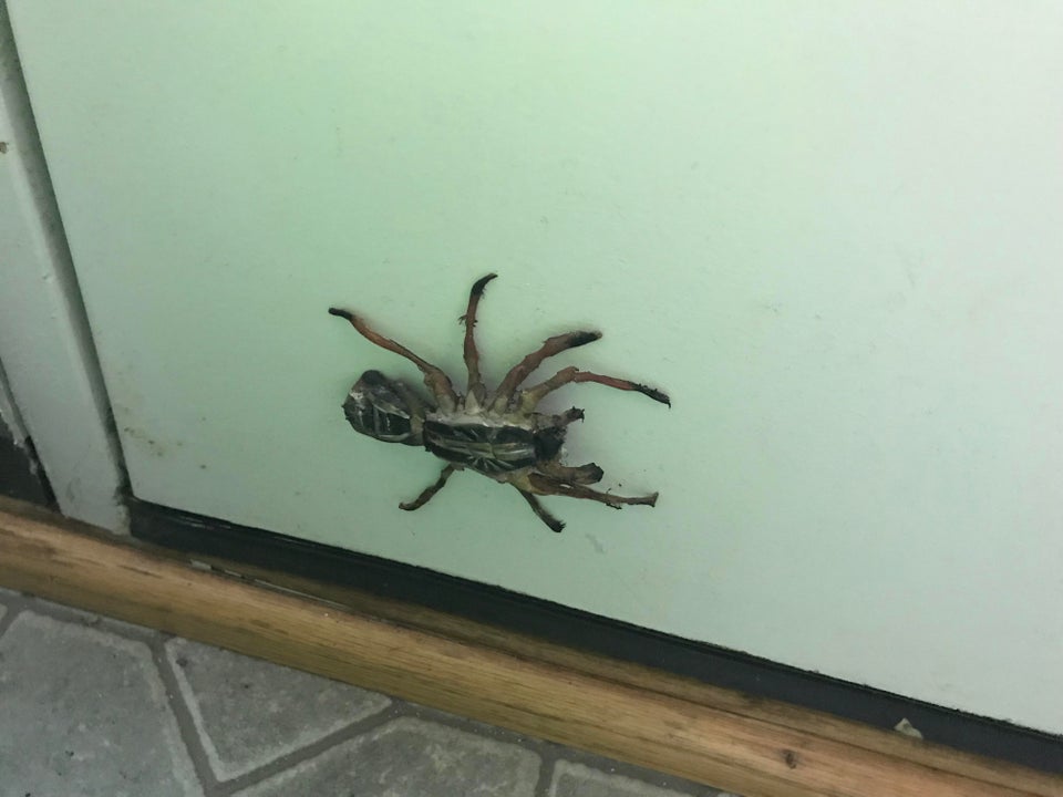 hot glue spider