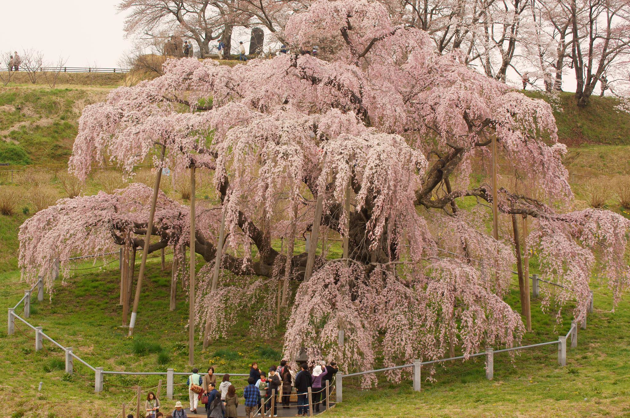 takizakura japan