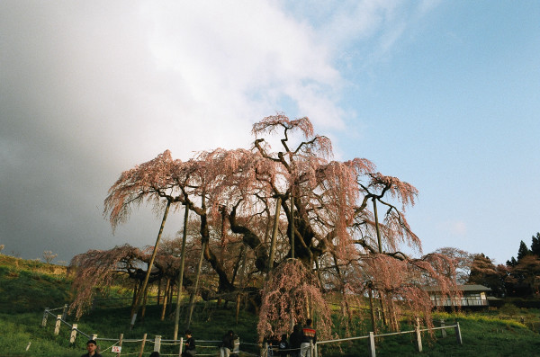 takizakura japan