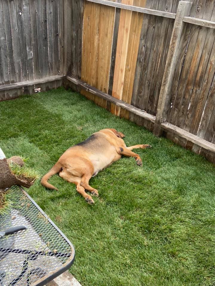 bentley lies on grass