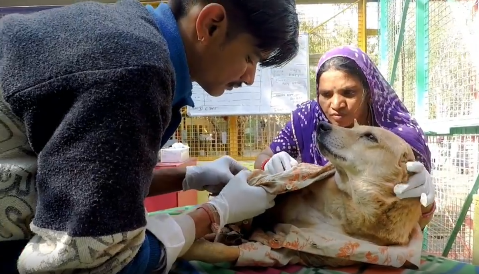 animal aid unlimited rescue