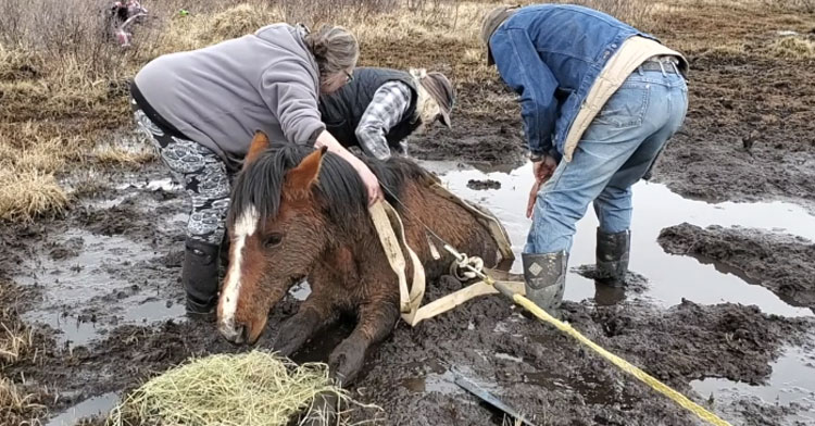 When Wild Horse Gets Stuck In Muddy Swamp, Strangers Rush To Set Her ...