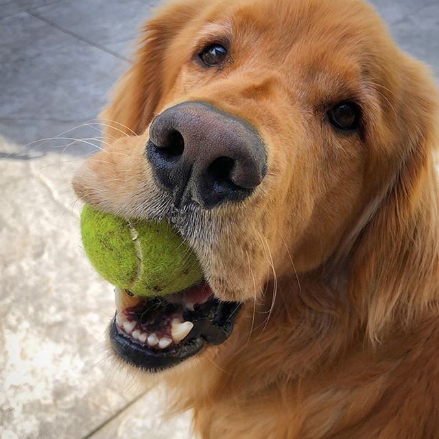 finley loves tennis balls