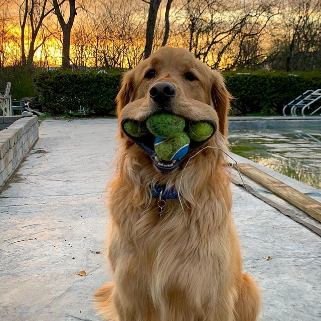 finley holding tennis balls