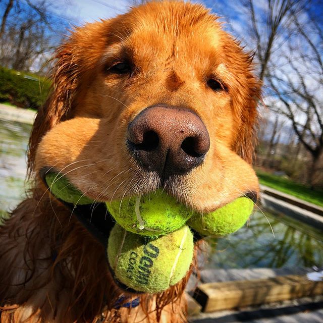 finley holding tennis balls