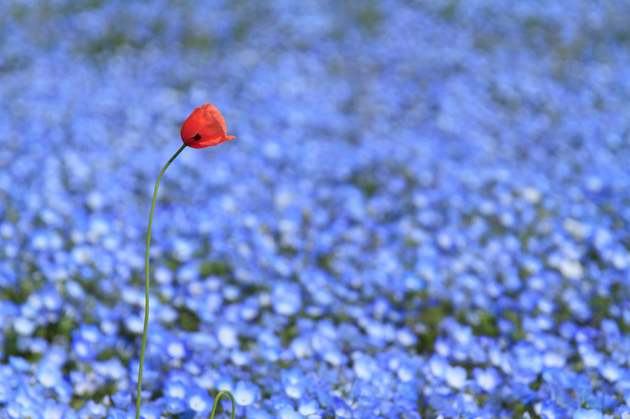 nemophila flowers