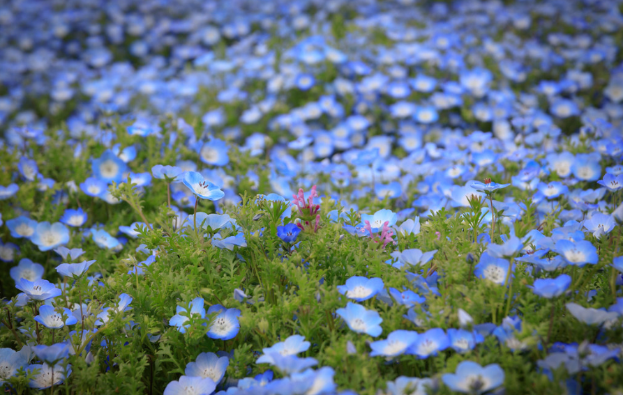 nemophila flowers