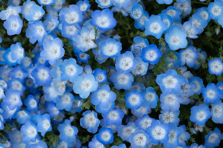 nemophila flowers