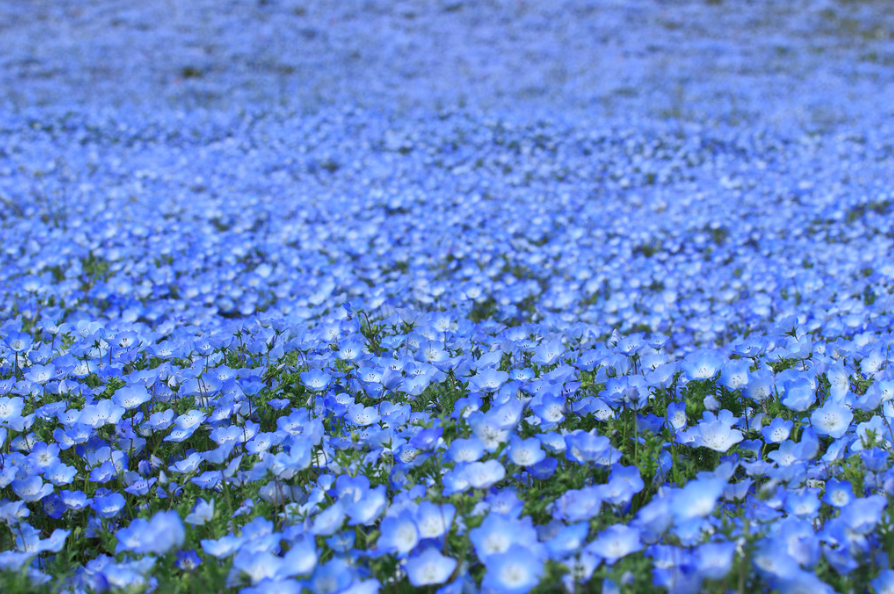 nemophila flowers