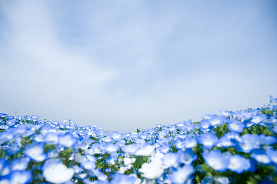 nemophila flowers