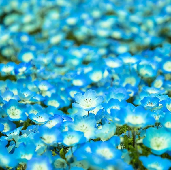 nemophila flowers