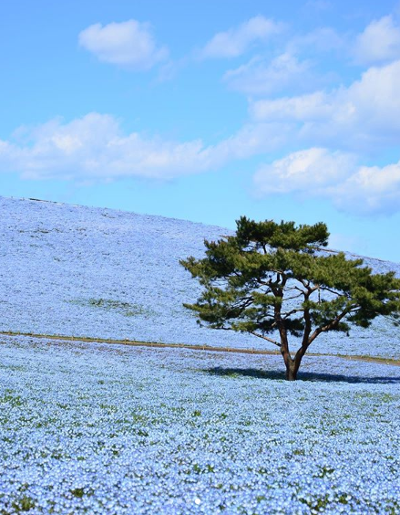 nemophila flowers