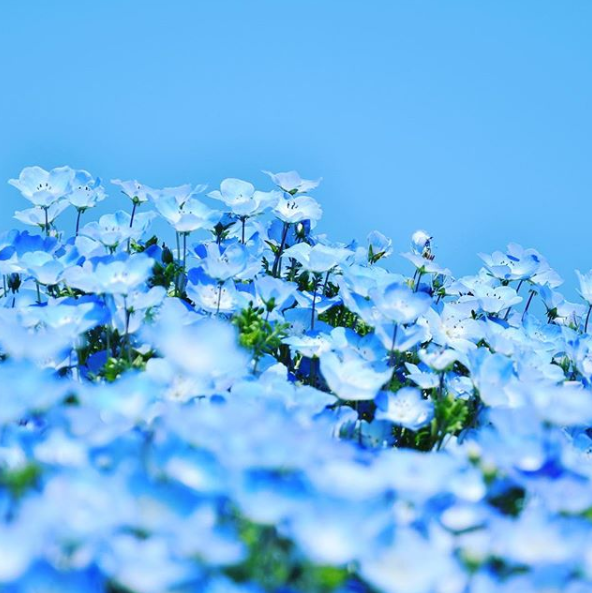 nemophila flowers