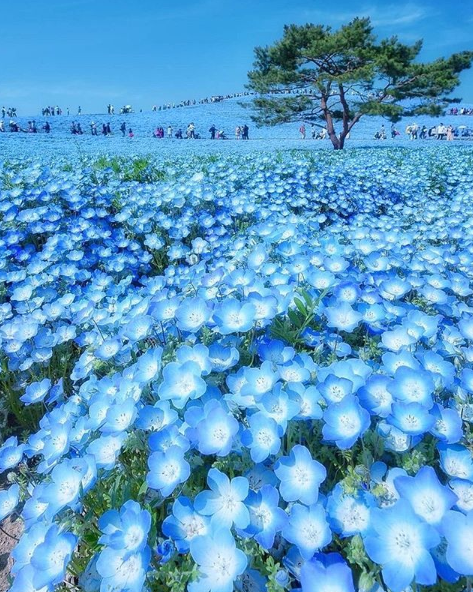 nemophila flowers