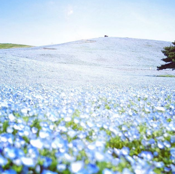 nemophila flowers