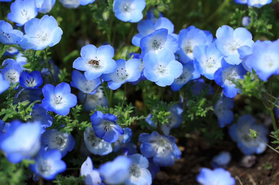 nemophila flowers