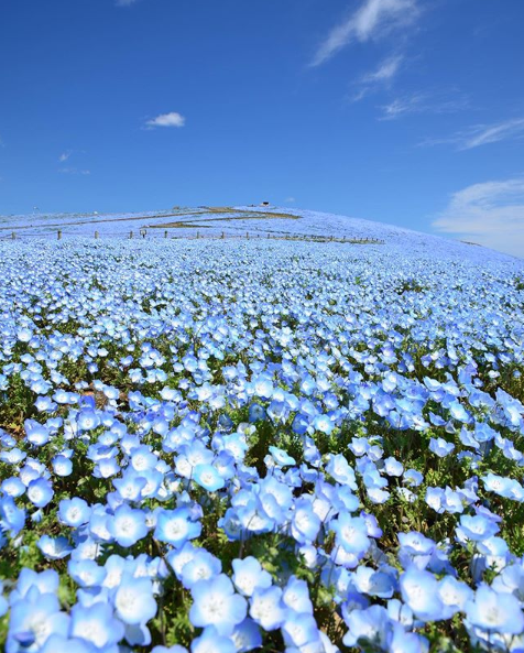 nemophila flowers