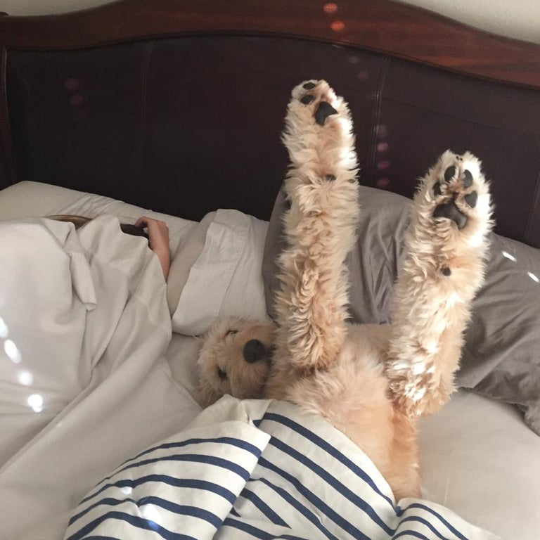 21 Pets That Want To Sleep In Your Bed — And Aren't Into Sharing