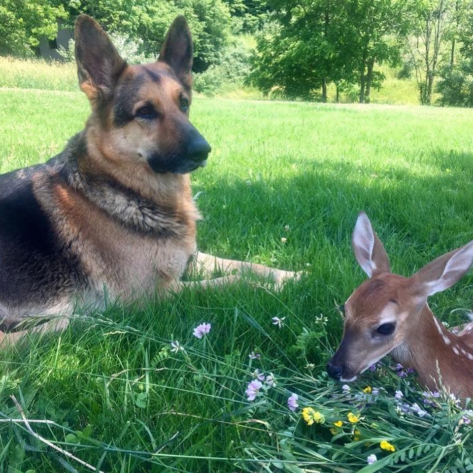 sarge with fawn