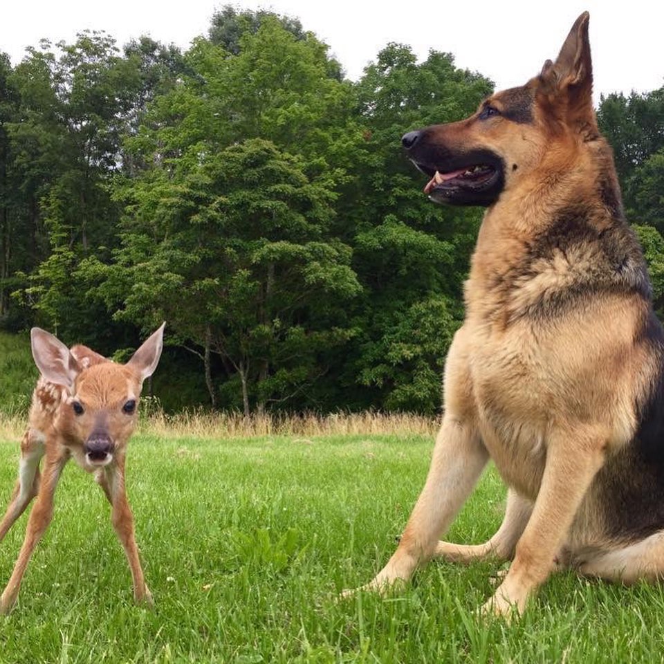 sarge with fawn