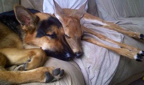 sarge cuddles fawn