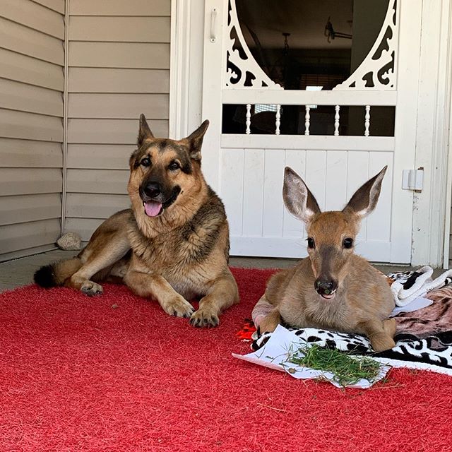 sarge with deer