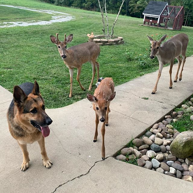 sarge with deer